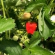neben der weißen Blüte die strahlende Erdbeere
