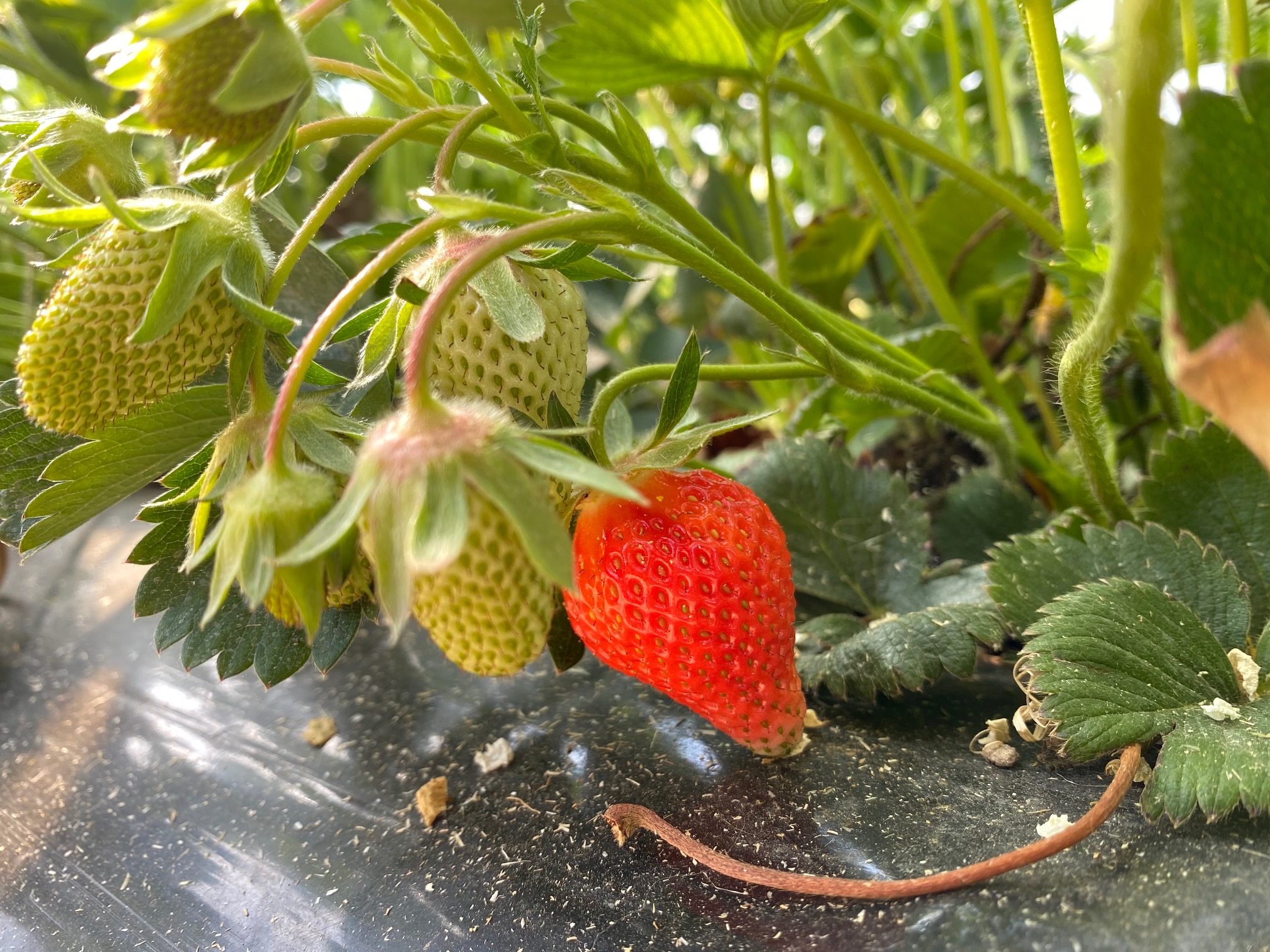 Reifende Erdbeeren - Hof Mougin