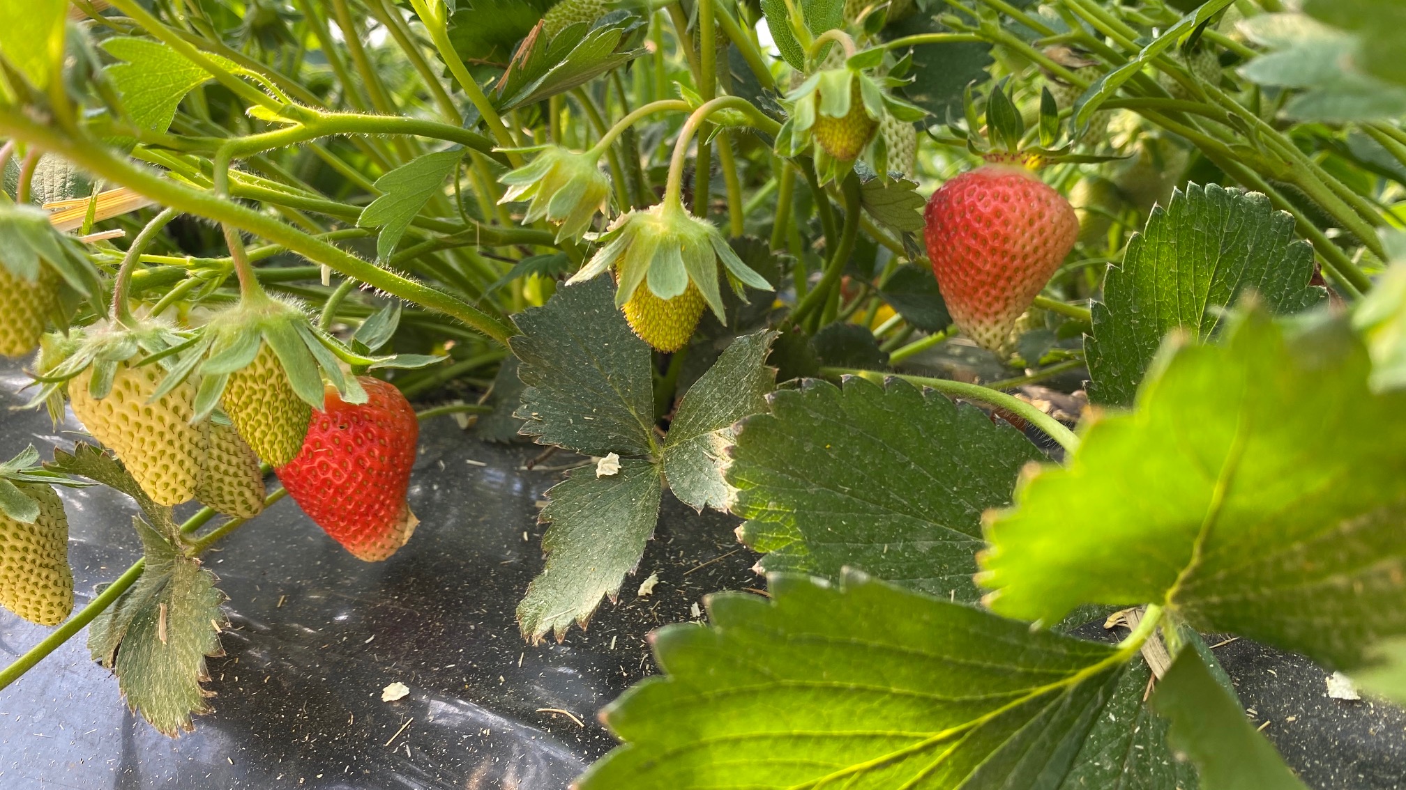 Reifende Erdbeeren - Hof Mougin