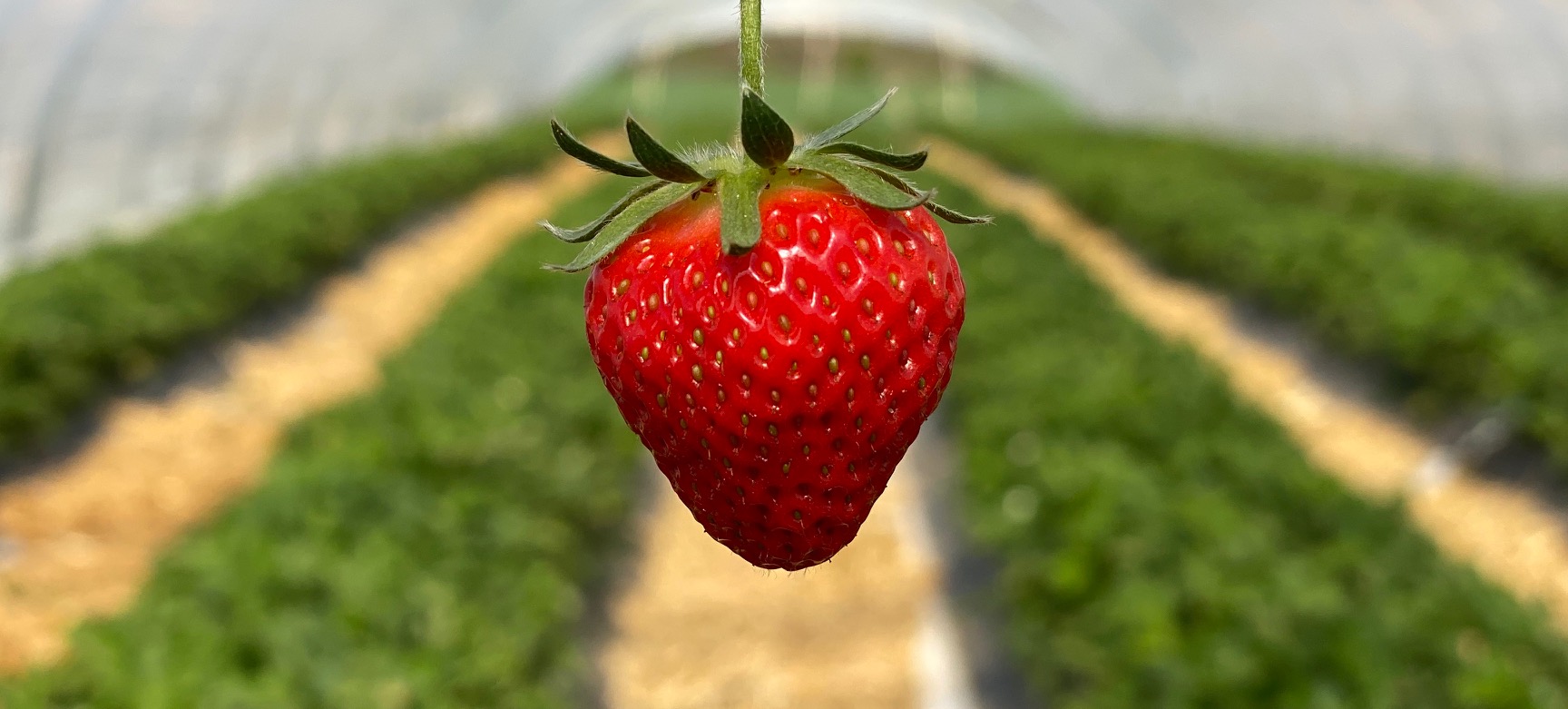 Die ersten Erdbeeren - Hof Mougin