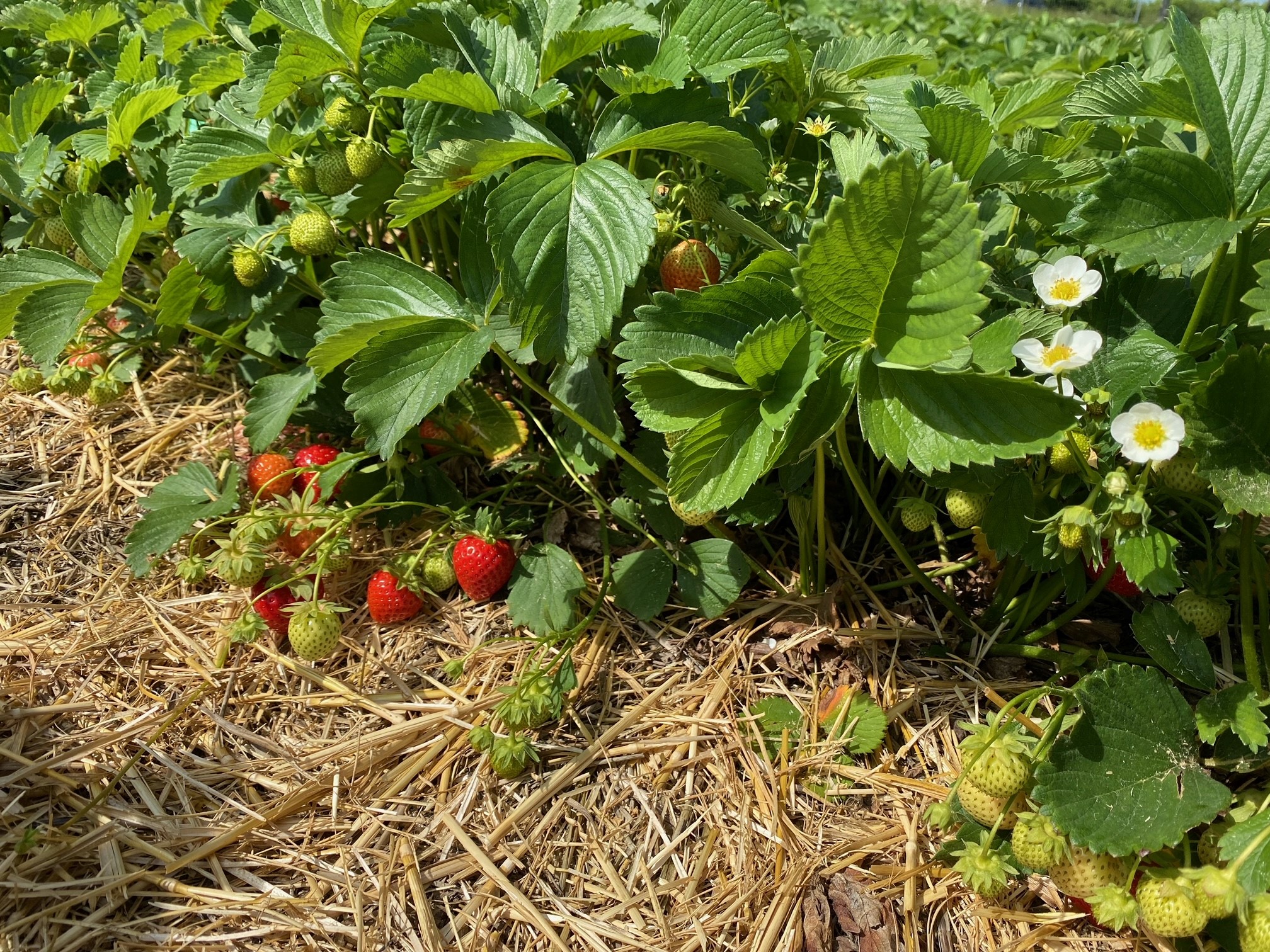 Erdbeeren - Hof Mougin