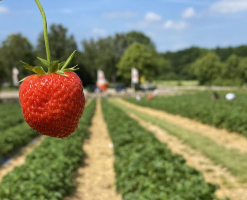 Erdbeeren - Hof Mougin